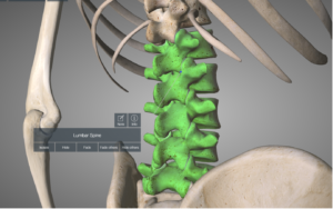 Spinal anatomy